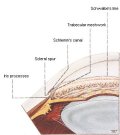 (cliccare) Fig. 2: Anatomia delle strutture dell'angolo.