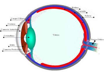 occhio2.jpg (10258 byte)